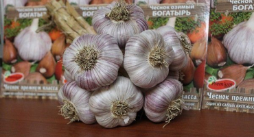 Česnek bogatyr: výsadba a pěstování ozimých plodin